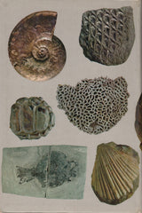 KIRKALDY, J. F. Fossiles en couleurs (Les)