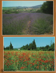 Guitteny Marc. Herbes Et Plantes De Provence:  Guide Pratique Des Fleurs Plantes. Applications