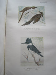 TAVERNER, P. A. Les Oiseaux de l'Est du Canada